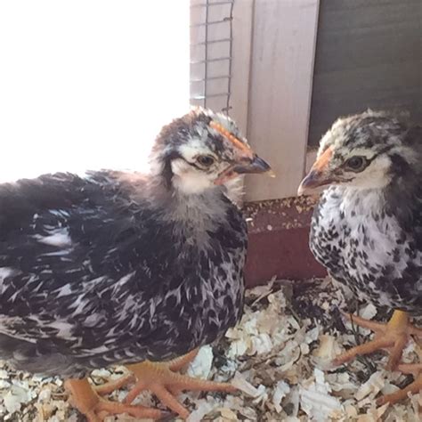 Silver Laced Wyandotte Hen Or Roo At 5 Weeks Backyard Chickens