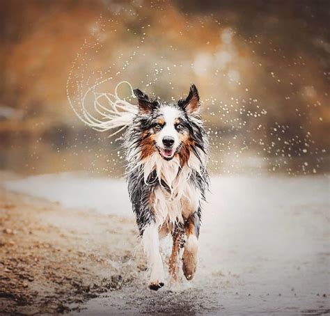 50 Of The Best Dog Photos I Have Ever Captured By Kristýna Kvapilová