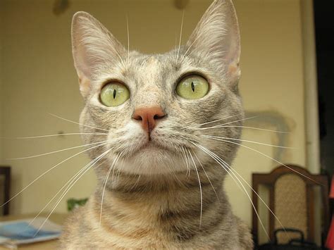 Grey Tabby Cat Cat Eyes Face Surprise Hd Wallpaper Wallpaperbetter