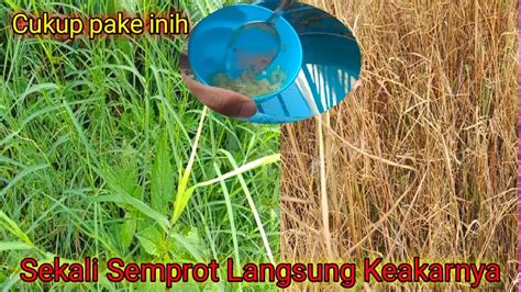 Jangan Anggap Remeh Racikan Sendiri Langsung Membasmi Rumput Ke Akarnya Youtube