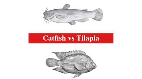 Catfish Vs Tilapia The Differences Between Catfish And Tilapia