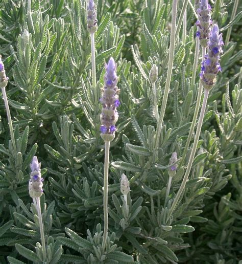 32 Different Types Of Lavender Plants With Pictures Growing Guide