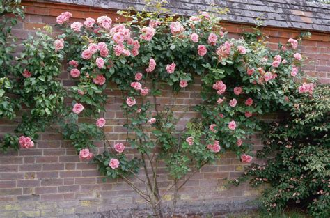 Garden Design Ideas With Climbing Roses