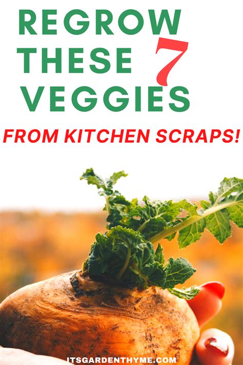 7 Vegetables You Can Regrow From Scraps Regrow Vegetables Grow Your