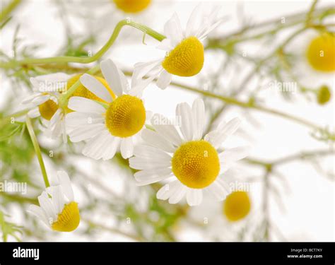 German Chamomile Matricaria Chamomilla And Matricaria Recutita Stock