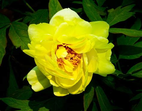 Yellow Peony Flower Blooming Stock Photo Image Of Chinese Park 82395372