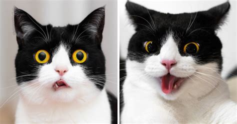 Meet Izzy The Cat With The Funniest Facial Expressions Thats Going