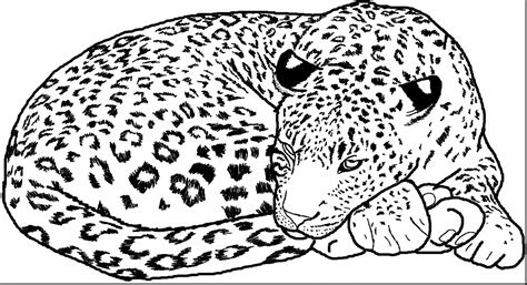 Explore 623989 free printable coloring pages for you can use our amazing online tool to color and edit the following baby leopard coloring pages. Snow Leopard Coloring Pages - Auromas.com - Coloring Home