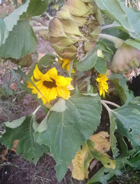 Sunflower Dying How To Revive It Gardener Report
