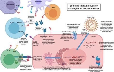 Molecular Mechanisms Of Human Herpes Viruses Inferring With Host Immune