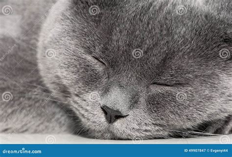 Portrait Of A Sleeping Gray Cat Close Up Stock Image Image Of Life