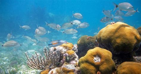 Snorkeling Florida Keys Find The Exceptional Areas