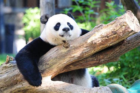 Giant Pandas No Longer ‘endangered In China Newsweek Pakistan