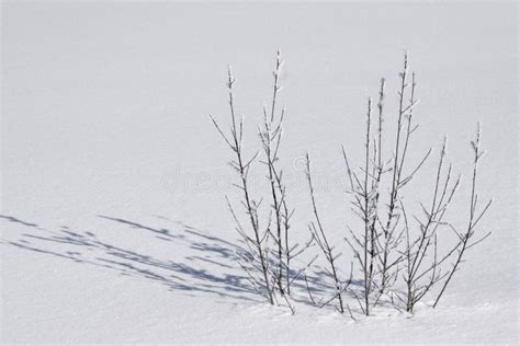 Impressions Of Winter Small Tree In Deep Snow Stock Photo Image Of