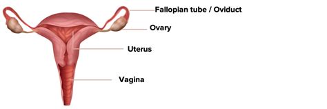 Human Female Reproductive System Parts And Functions