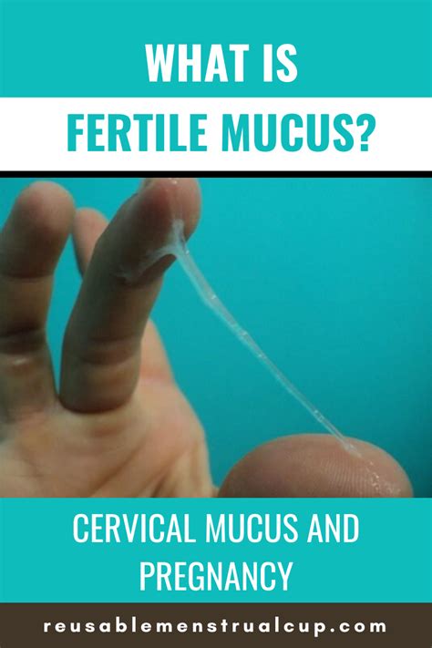Pin On Cervical Mucus