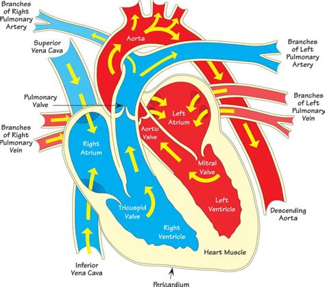 Heart Diagram 2 Annotated By Firkin Heart Diagram Diagram Heart