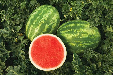 Sweet Dawn Triploid Seedless Watermelons Products Vegetables