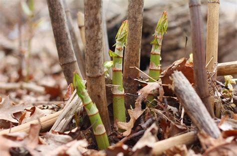 Japanese knotweed spreads relentlessly and grows back year after year, meaning you should use a. 66 Square Feet (The Food): Roast lamb with knotweed