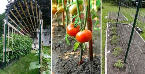Tomato Trellis Ideas To Maximize Your Yield And Easier Picking