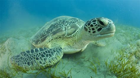 Green Sea Turtles Are Named For The Green Color Of The Fat