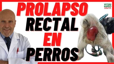 Prolapso Rectal Por Estre Imiento En Perros Causas S Ntomas Y