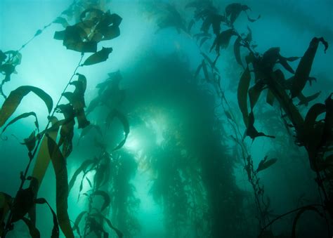 Kelp Diving Discovering The Oceans Underwater Forests Scuba Diver Life