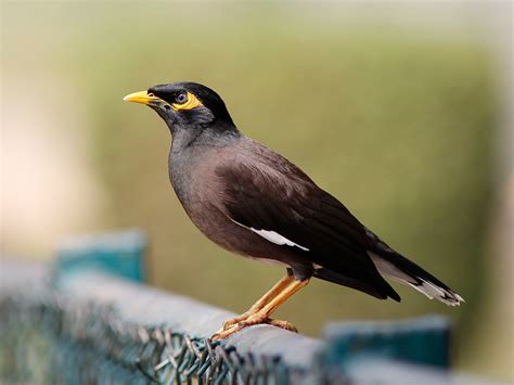 Common Myna A Photo On Flickriver