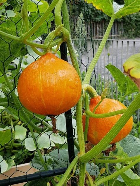 Growing Pumpkins In Containers How To Grow Pumpkins In A Pots