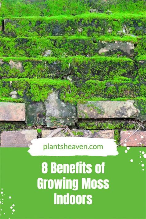 8 Benefits Of Growing Moss Indoors Plants Heaven