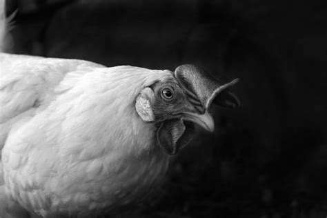Free Images Wing Black And White Wildlife Beak Agriculture Fauna