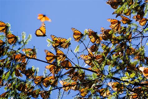 experience mexico s monarch butterfly migration inmexico