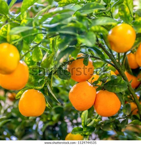 Orange Tree Orange Farm Stock Photo Edit Now 1129744535