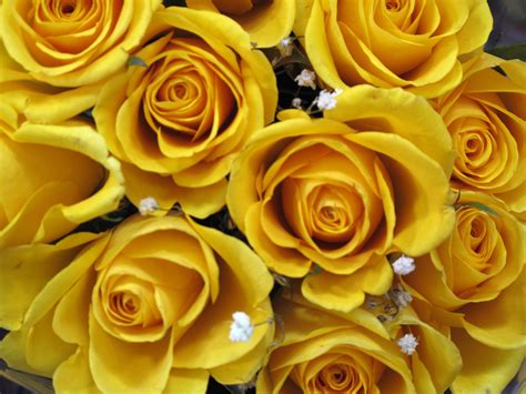 Download Yellow Roses Hd Wallpaper By Ehunt78 Free Yellow Rose