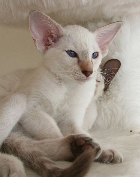 Siamese And Balinese Kittens Balinese Cat Kittens Cats And Kittens