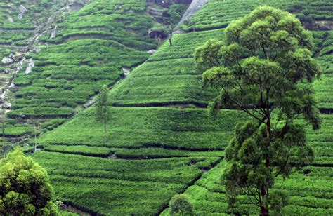 Filetea Plantation Near Kandy Sri Lanka Wikipedia