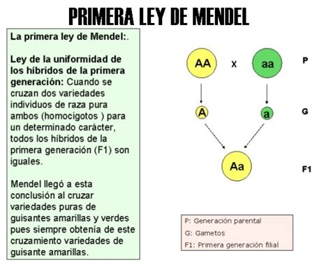 Mapa Conceptual De La Primera Ley De Mendel Ley Compartir Images