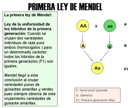 Primera Ley De Mendel Leyes De Méndel