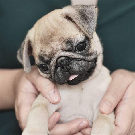101k Likes 92 Comments Pugs Pugs On Instagram “hello Jelly Bean