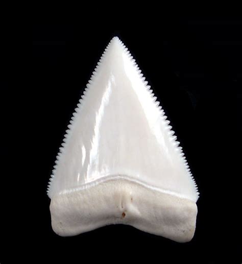 Pictures Of Sharks Teeth Orgy Couple