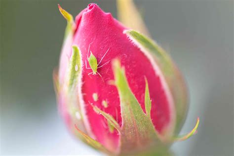 10 Common Rose Problems And How To Fix Them