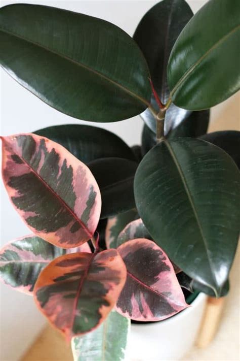 Also easily sign up for our house plant delivery. Trending: Indoor Plants with Pink Foliage. Add colour to ...