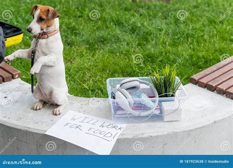 The Unfortunate Dog Is Sitting Next To A Box Of Personal Items From The