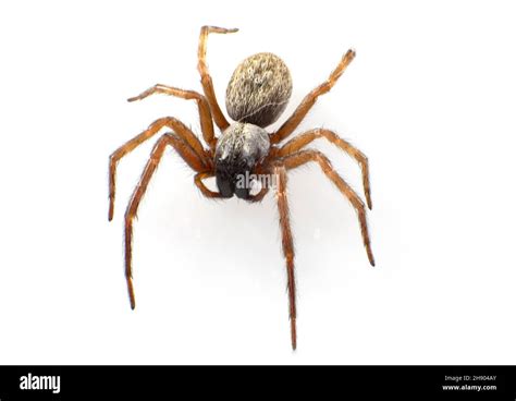 House Spider Cut Out Stock Images And Pictures Alamy