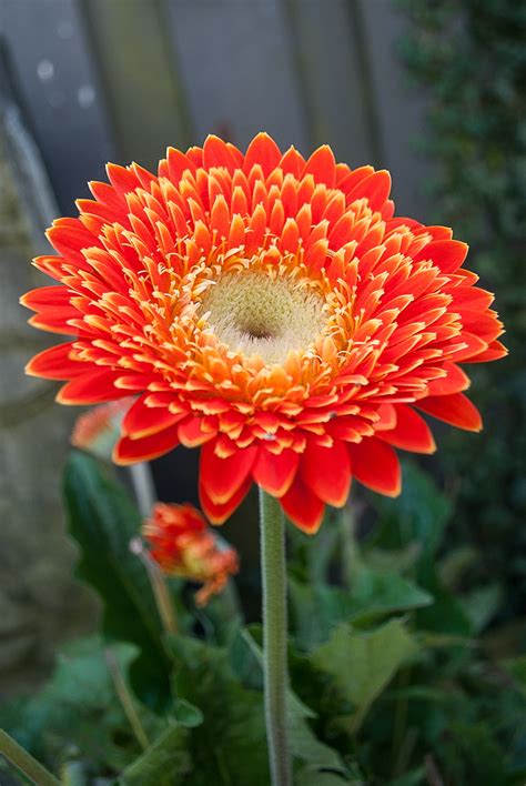 Orange Colour Flowers Images Hd Best Flower Site