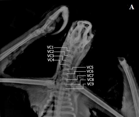 Radiographic Image Ventral View Vc1 To Vc9 Indicate Rst To Ninth