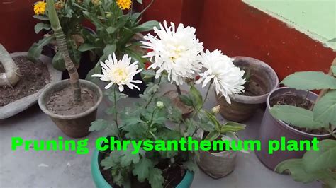 How To Pruning Chrysanthemum How To Grow Chrysanthemum For Next