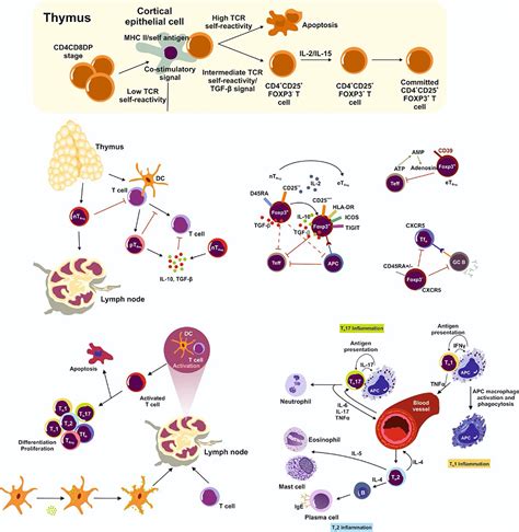 Frontiers Intrahepatic Th17treg Cells In Homeostasis And Disease—it