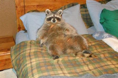 20 Chubby Raccoons Who Ate All The Foods Cuteness