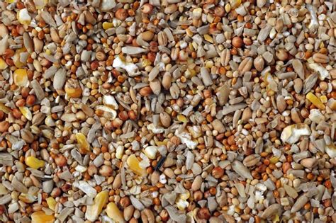They will attract sparrows, starlings, chaffinches and tits. Superior Economy Seed Mix For Birds | Kennedy Wild Bird ...